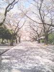 090409sakura3.jpg