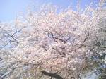 090409sakura5.jpg