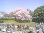 090409sakura6.jpg