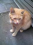 耳が聞こえない黄色い猫